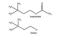 Acetylcholine Molecular Structure